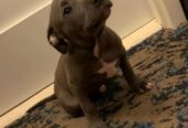 American Pitbull Puppy