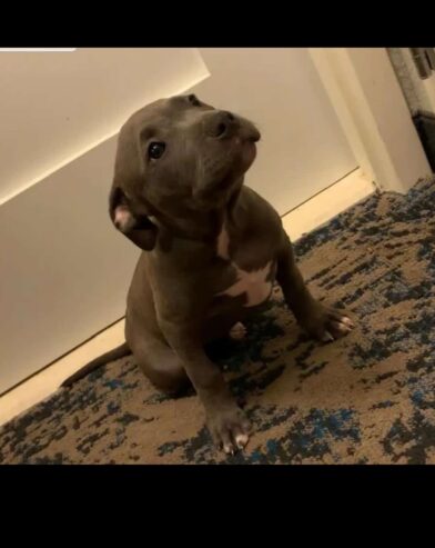 American Pitbull Puppy