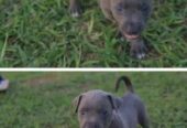 American Pitbull Puppy