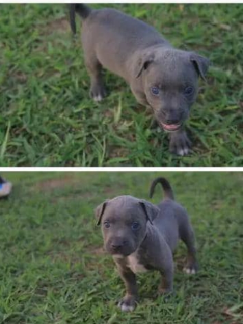 American Pitbull Puppy