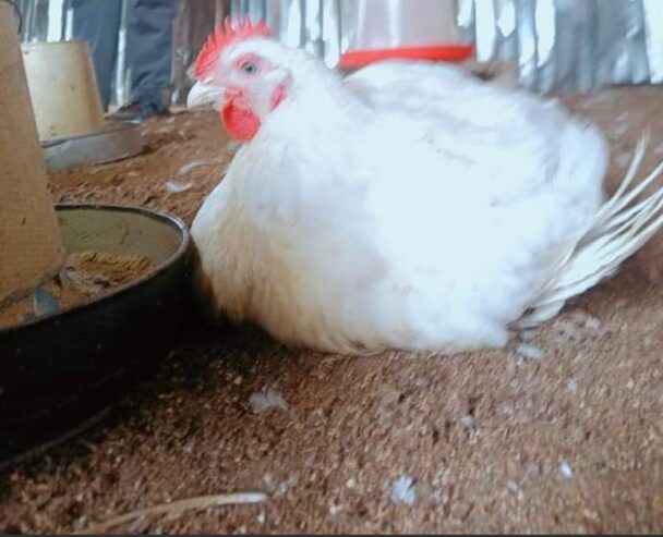 Agric Fowl